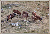 MOUFLONS